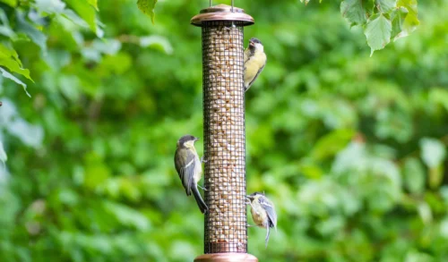 garden birds using metal nut feeder