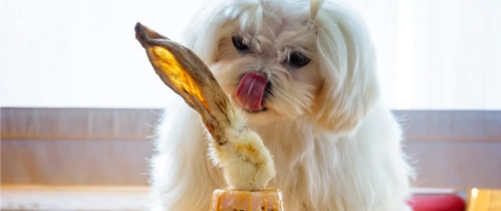 Cute dog licking his lips looking at a rabbit ear