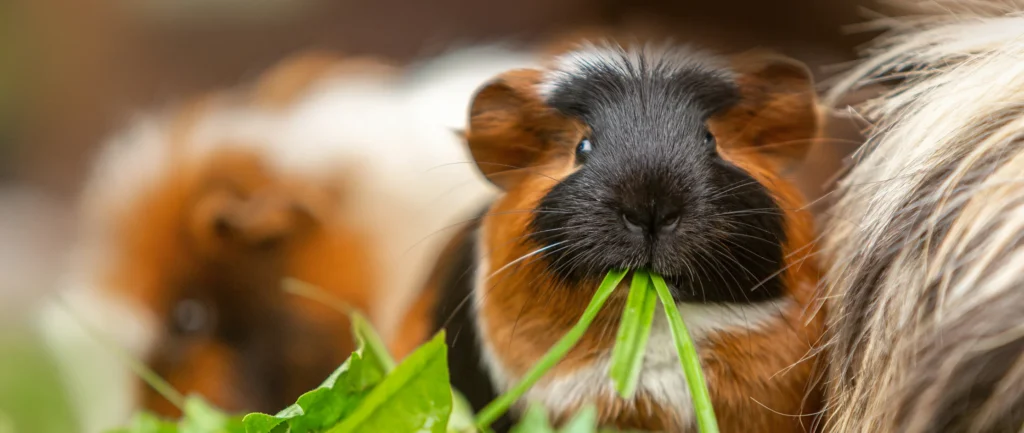 guinea pig eating leafy greens