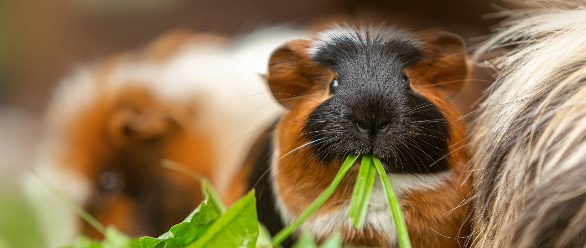 guinea pig eating leafy greens