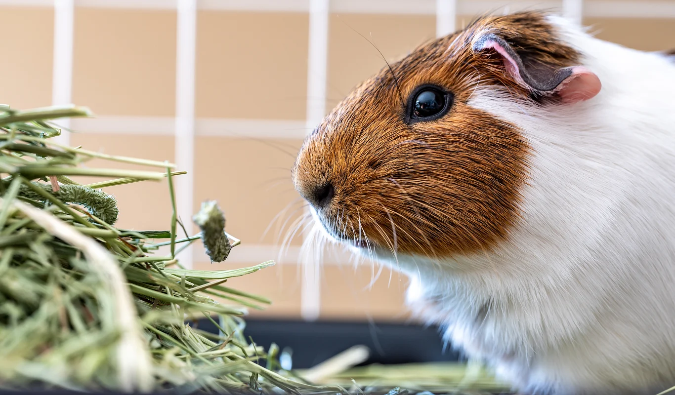 guinea pig in cage with hay and grass