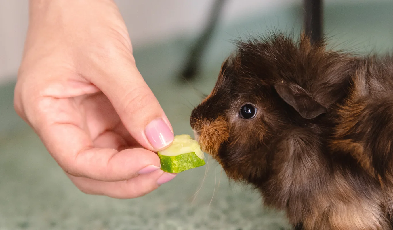 guinea pig being offered a small piece of fruit