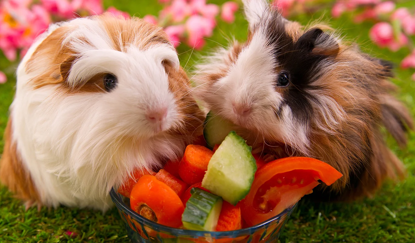 two guinea pigs eating from a bowl of fresh pieces of vegetables