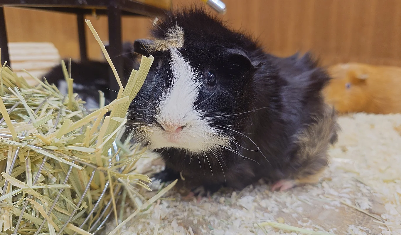 black and white guinea pig eating hay