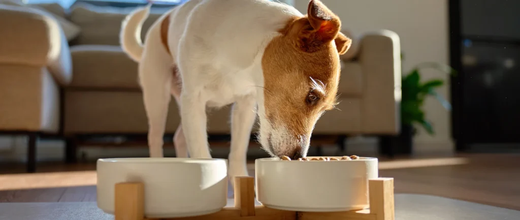 Dog eating cold pressed food from raised white bowl