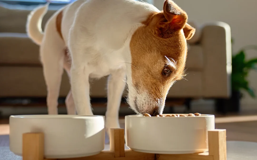What Is Cold Pressed Dog Food? A Complete Guide for UK Dog Owners