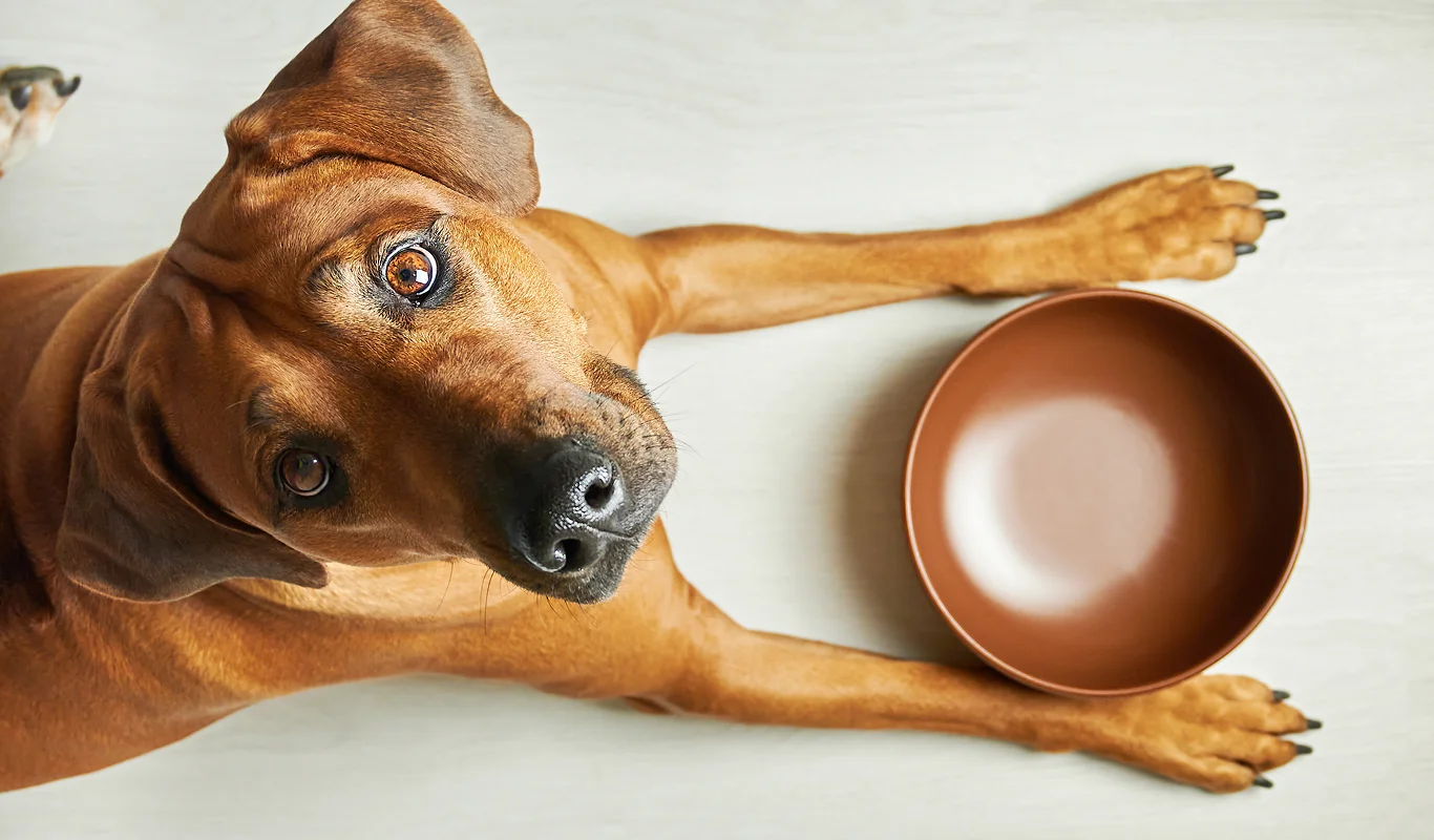 Dog looking up at owner with empty bowl in front