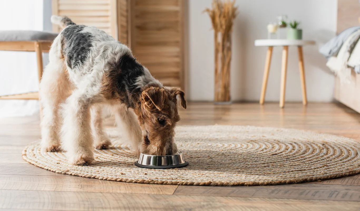 dog eating cold pressed dog food from metal bowl