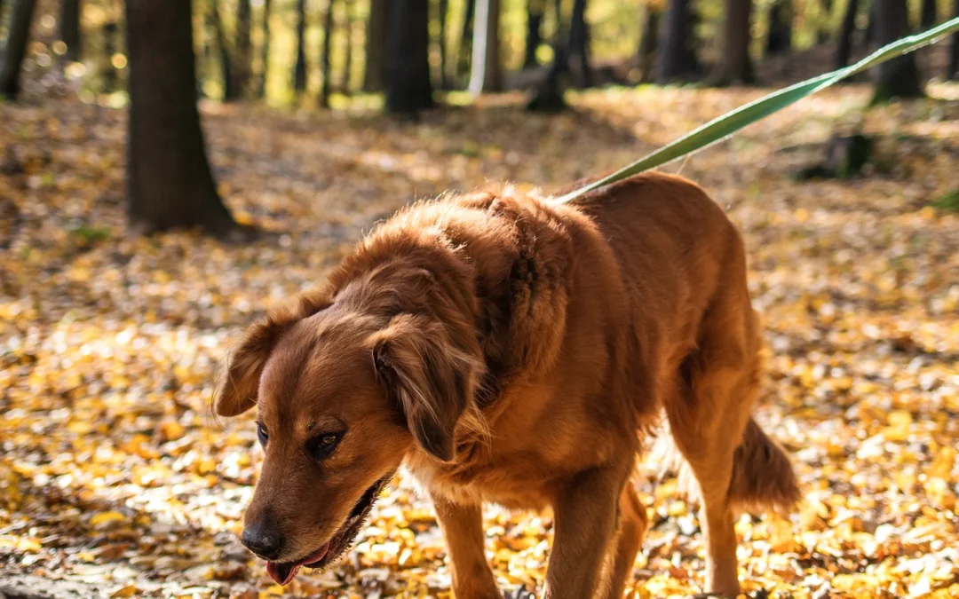 How to Stop Dogs Pulling on Their Leads: A Complete Guide