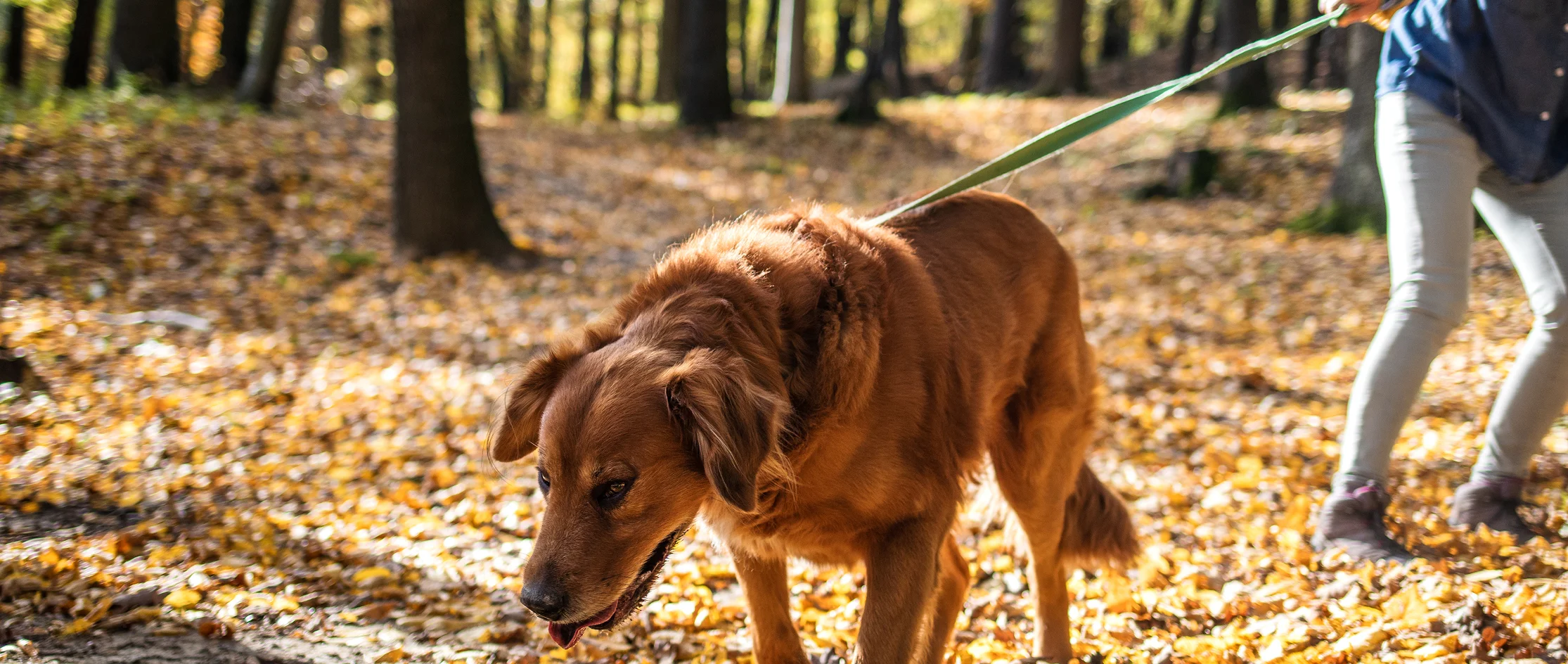 stop-dog-pulling-featured dog pulling owner during walk with owner wondering how to stop dogs pulling on their leads