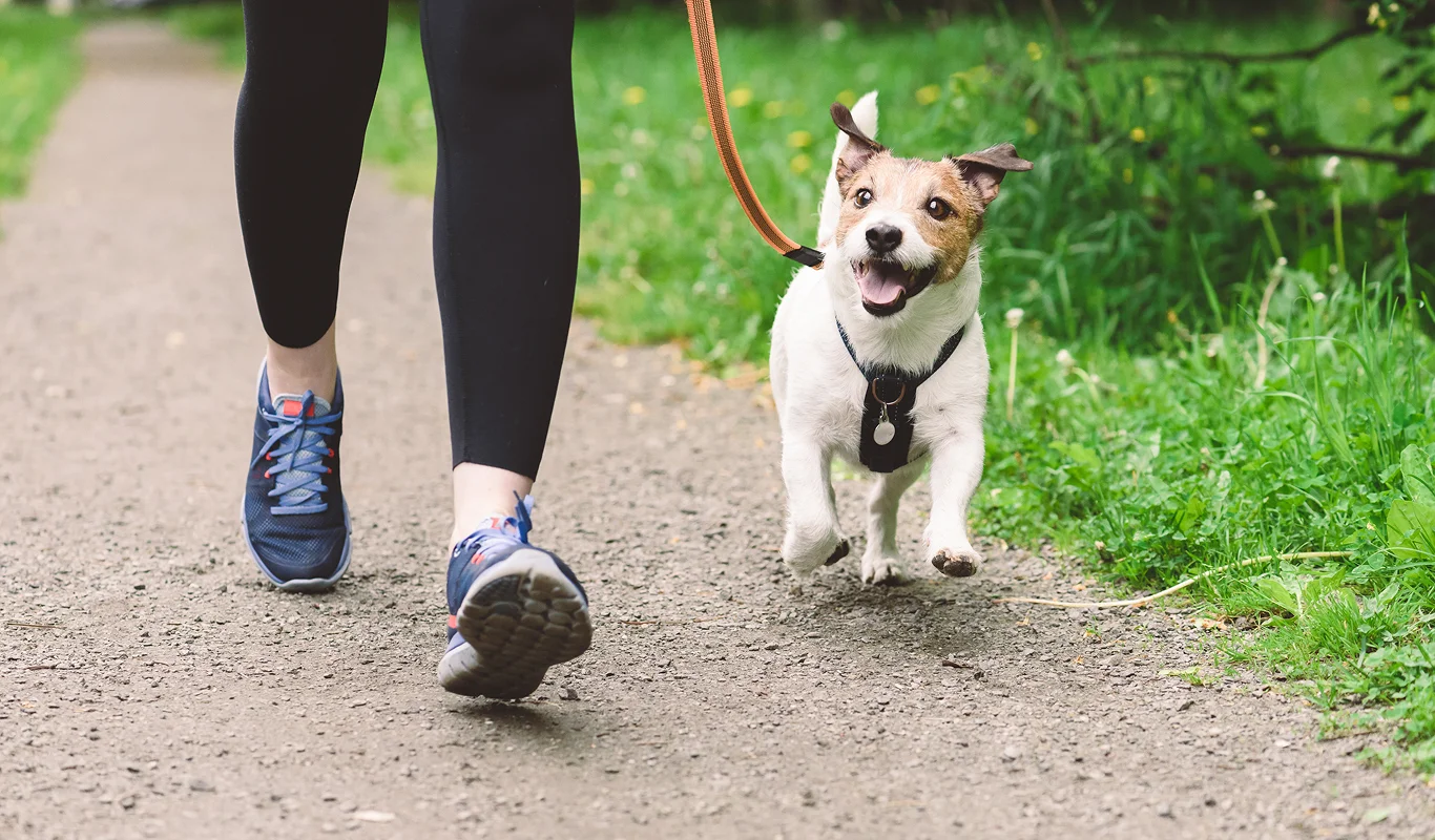 small dog being walked on path by lady wearing activewear