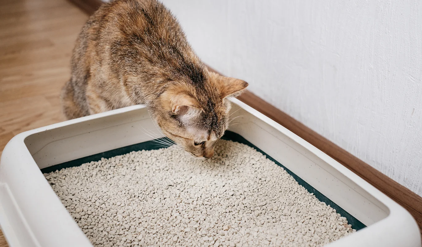 tabby cat investigating litter in tray