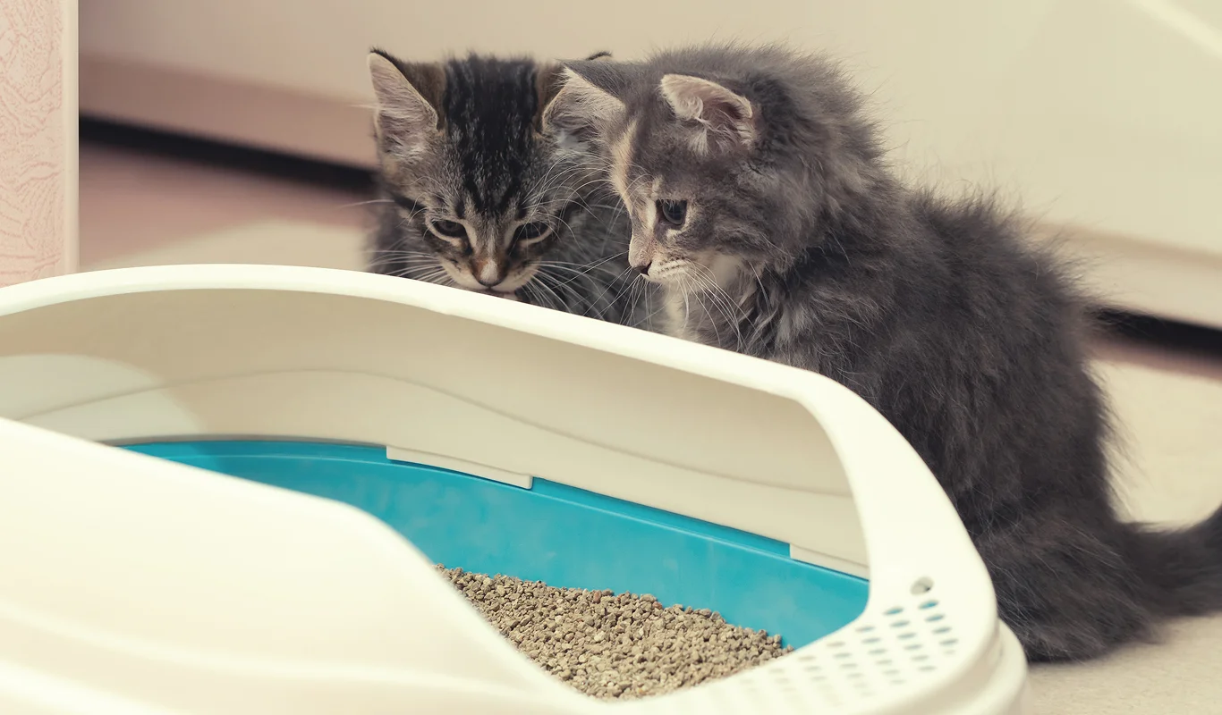 kittens looking at litter tray