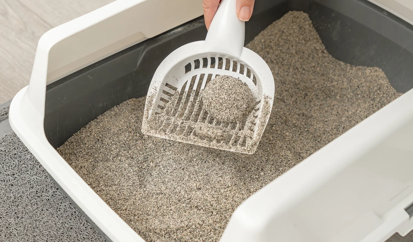 clumping cat litter being scooped