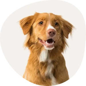 Dogs