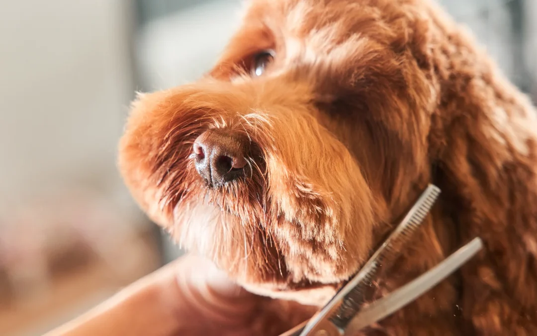 How to Groom a Dog at Home: A Complete Step-by-Step Guide
