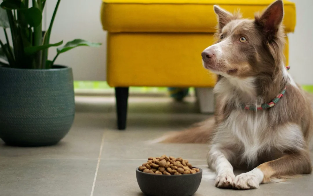 dog waiting in front of filled food bowl