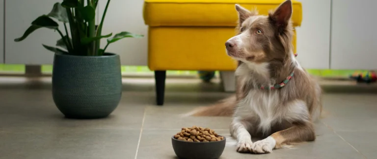 dog waiting in front of filled food bowl