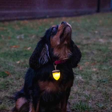 Rechargeable Acorn Blinker - Image 3