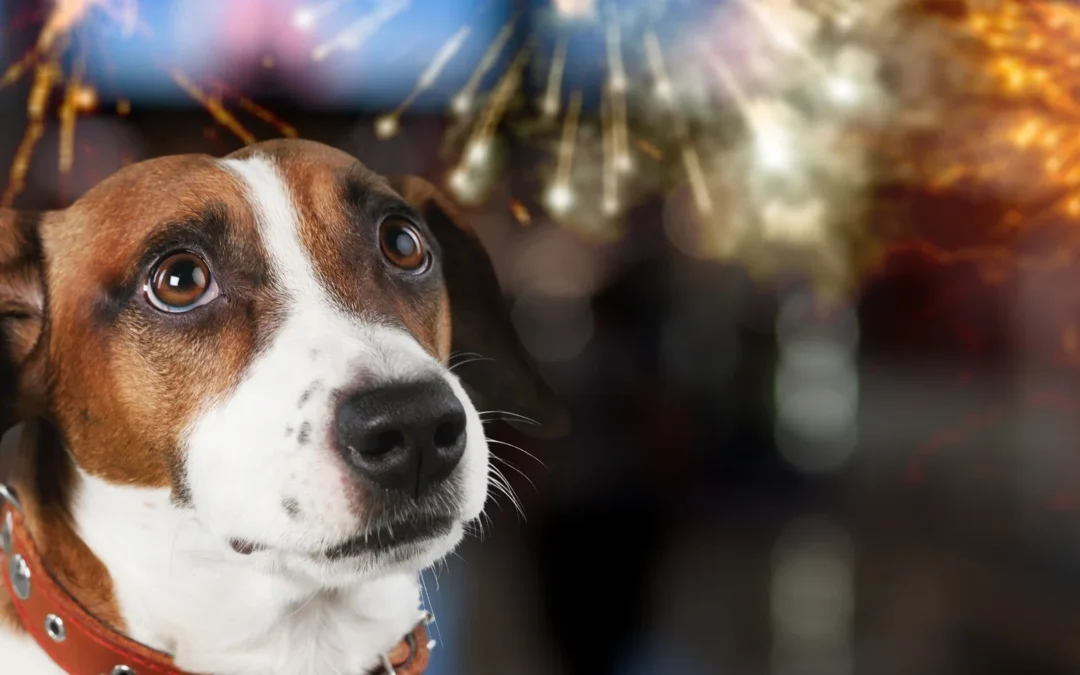 scared dog looking out of the window at fireworks