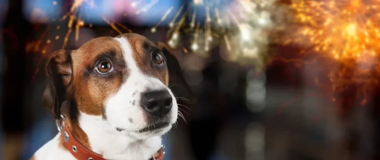 scared dog looking out of the window at fireworks