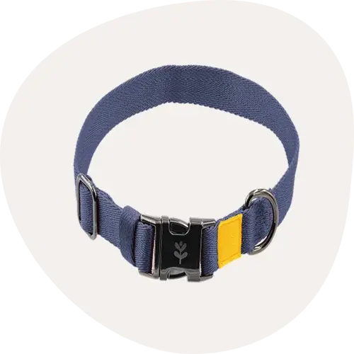 Dog Collars