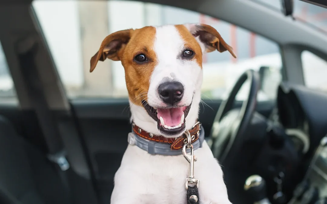 happy dog in a car