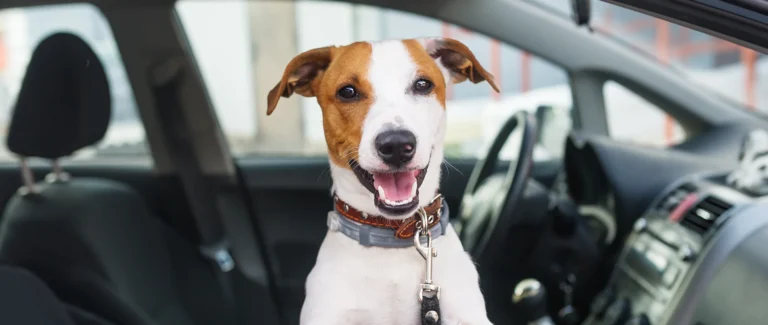 happy dog in a car