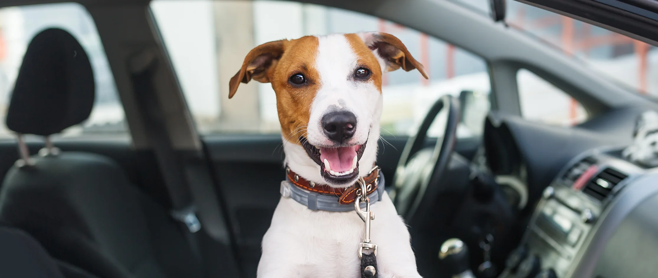happy dog in a car